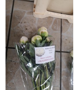 Pivoine Bowl of cream FR x 10