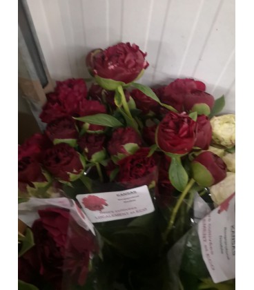 Pivoine L Kansas FR