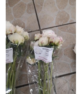 Pivoine Marshmallow Puff  FR 