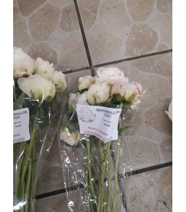 Pivoine Marshmallow Puff FR X 10