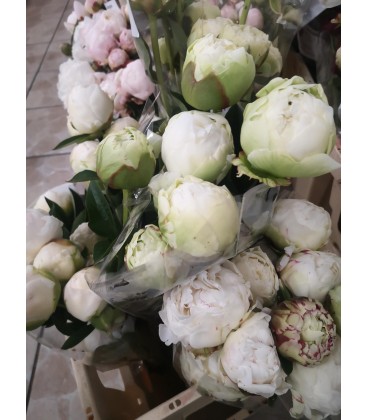 Pivoine Ivory Victory 60 cm