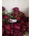 Pivoine Peter Brand FR x 10