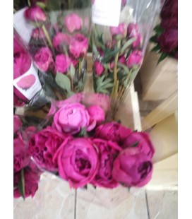Pivoine Gloria Hallelujah FR x 10
