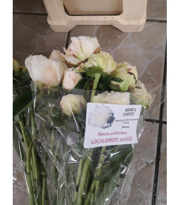 Pivoine Brides Choice FR x 10