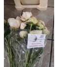 Pivoine Brides Choice FR x 10