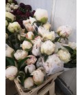 Pivoine Brides Choice FR x 10