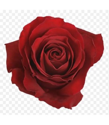 Rose Equat Redvolution 50 cm x 25