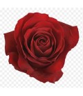Rose Equat Redvolution 50 cm x 25