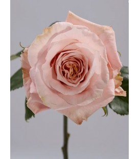 Rose equat Shimmer 60 cm x 25