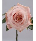 Rose equat Shimmer 60 cm x 25