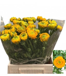Renoncule Azur yellow 45 cm
