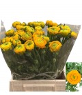 Renoncule Azur yellow 45 cm