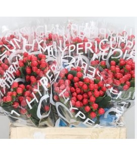 Hypericum Coco tango 60 cm