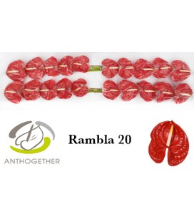 Anthurium Rambla *20
