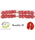 Anthurium Rambla *20