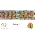Anthurium Fortezza *16