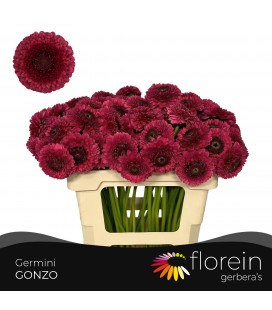 Gerbera Pom Gonzo *30