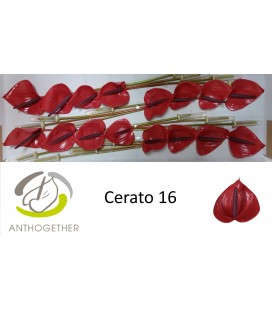 Anthurium Cerato *16
