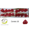 Anthurium Cerato *16