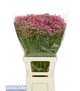 Limonium Naomie Dia 80 cm