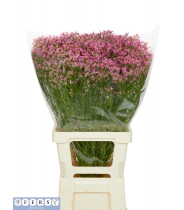 Limonium Naomie Dia 80 cm