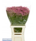 Limonium Naomie Dia 80 cm