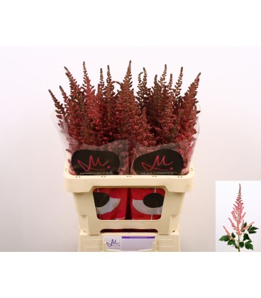 Astilbe pink 65 cm