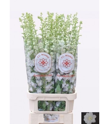 Delphinium Aurora White 120 cm