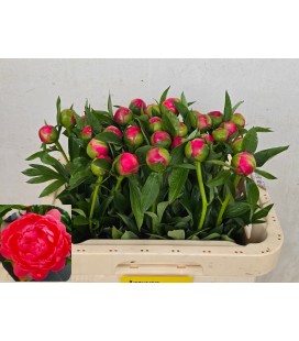 Pivoine Coral Charm 60 cm