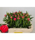 Pivoine Coral Charm 60 cm