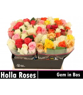 Rose mix dans la botte 35 cm