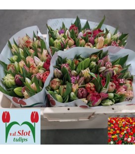Tulipe mix dans la botte simple