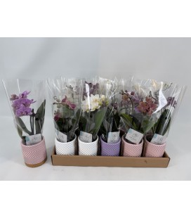 Phalaenopsis pot de  6  3b