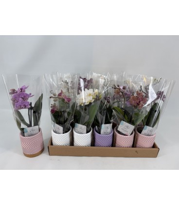 Phalaenopsis pot de  6  