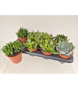 Succulentes mix pot de 12