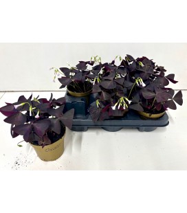 Oxalis  triangularis Ø 13