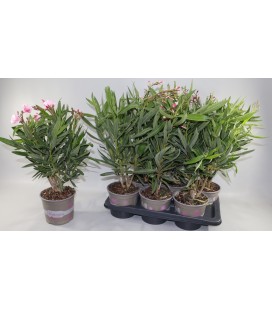 Laurier rose dif coul Ø 17 h70