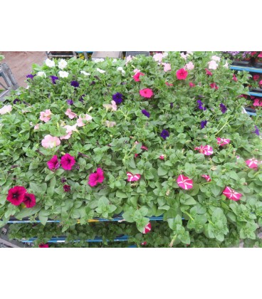 Petunia mix Ø 12