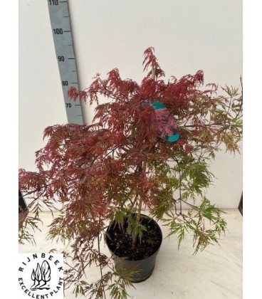 Acer Garnet Ø 26 h 90