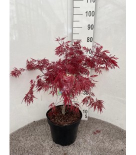 Acer Garnet Ø 28 h 80