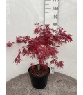 Acer Garnet Ø 28 h 80