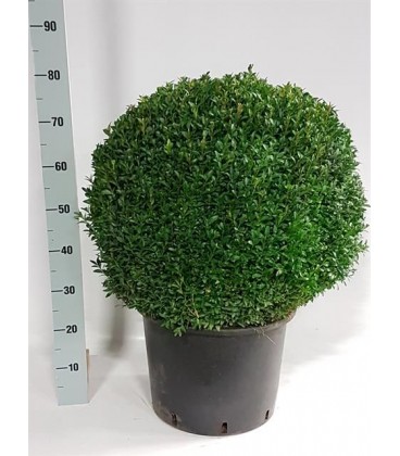 Buxus sempervirens Ø 32