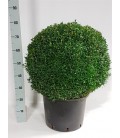 Buxus sempervirens Ø 32