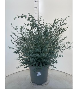 Eucalyptus Gunni Ø 35 h 90