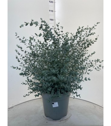Eucalyptus Gunni Ø 35 h 90