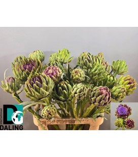 Artichaut Cynara 90 cm