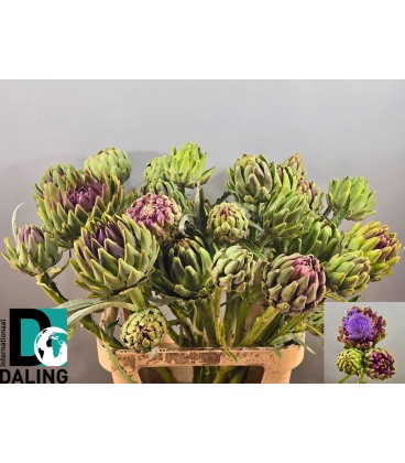 Artichaut Cynara 80 cm