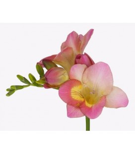 Freesia Temptation