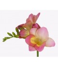 Freesia Temptation