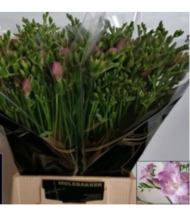 Freesia Rosanna